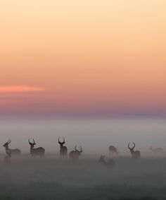 Morning Mist (by Mic